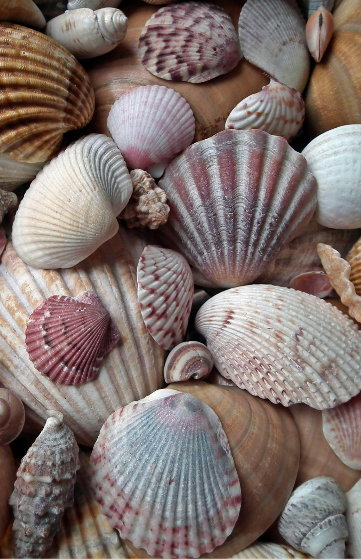 seashells